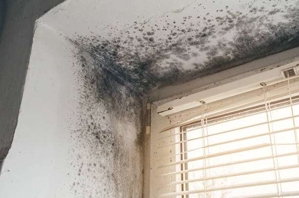 Affordable Mold Remediation solutions in Honor, MI