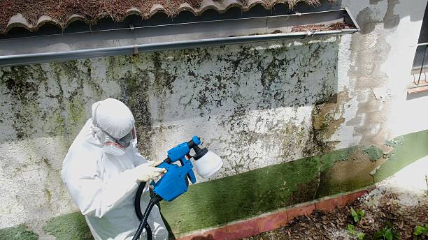 Top rated local Mold Remediation specialists in Honor, MI